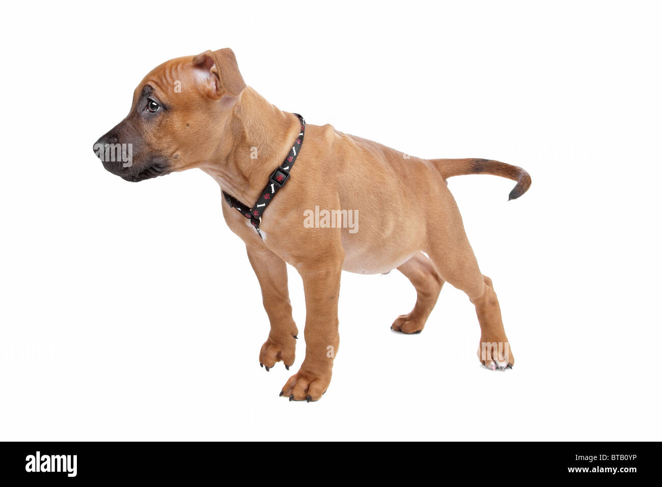 American Staffordshire Terrier cucciolo Foto Stock