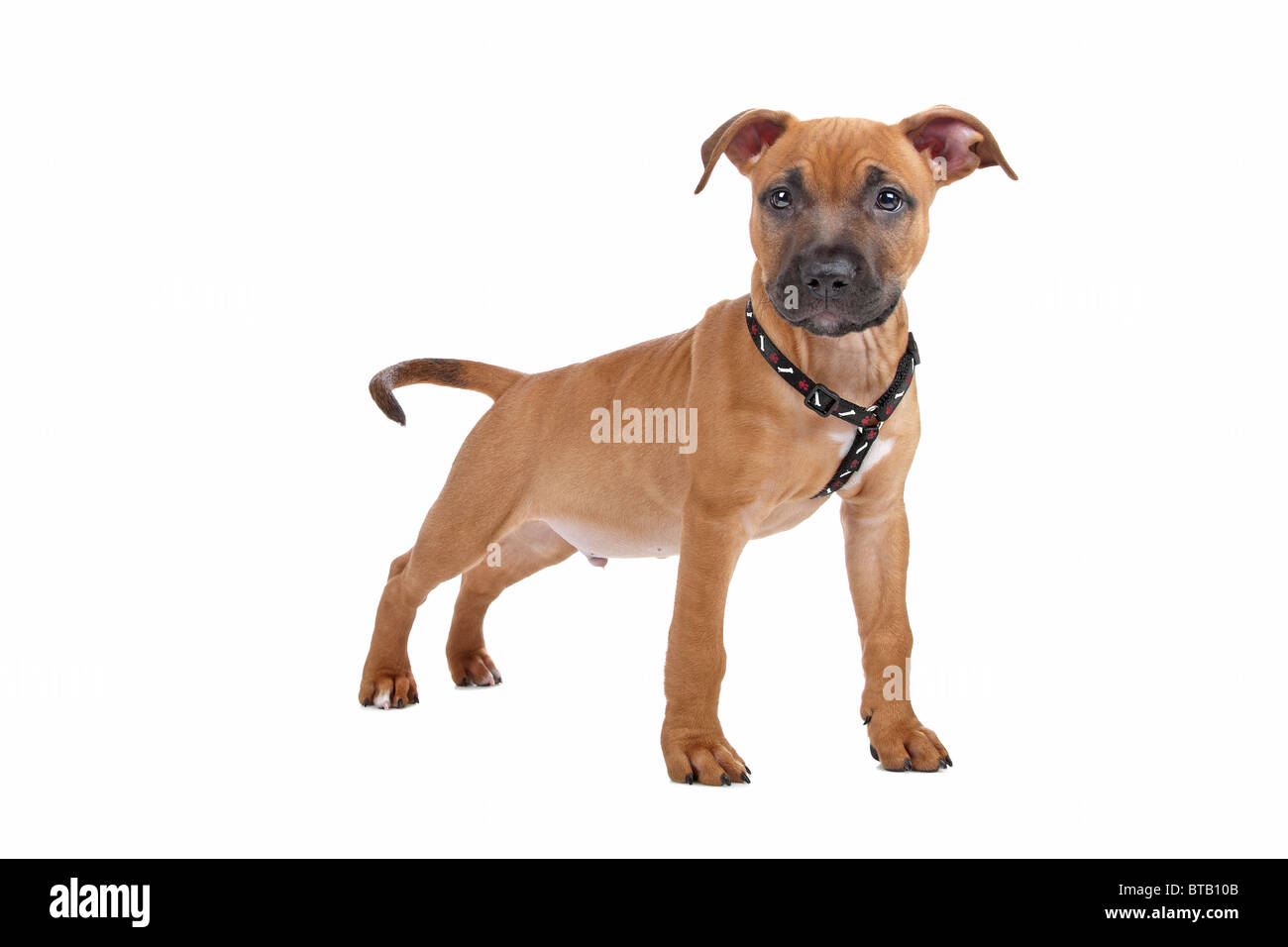 American Staffordshire Terrier cucciolo Foto Stock