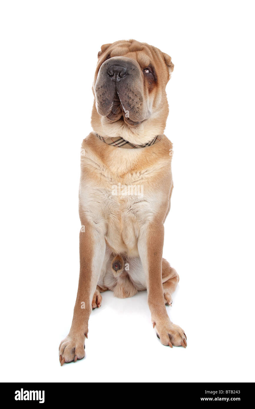 Chinese shar-pei Foto Stock
