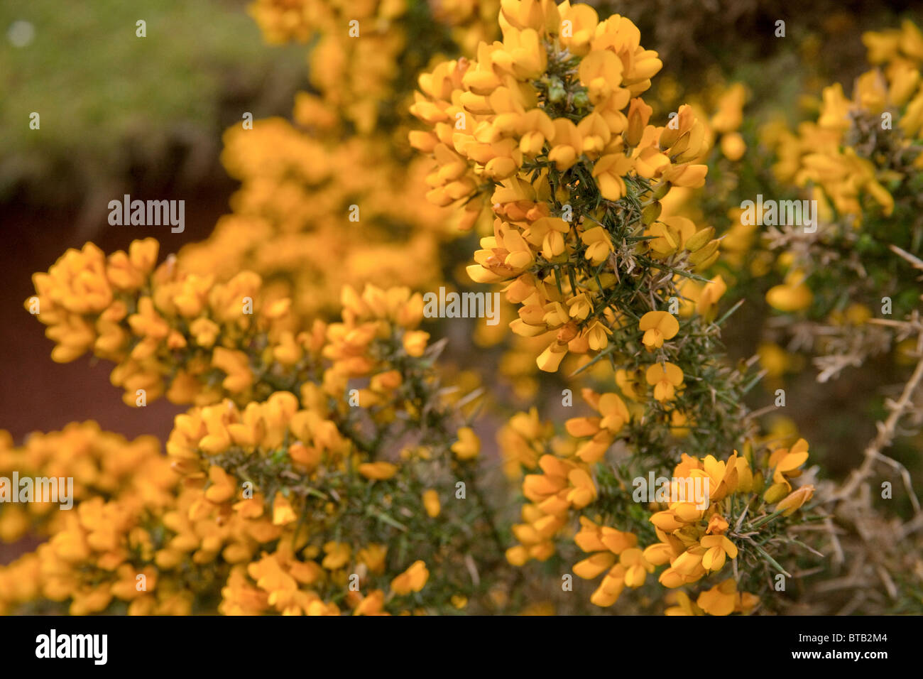 Gorse bush in fiore Highlands della Scozia Foto Stock