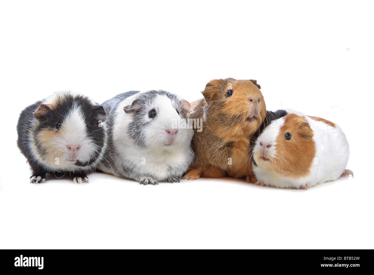 Quattro cavie in una fila isolato su bianco Foto Stock