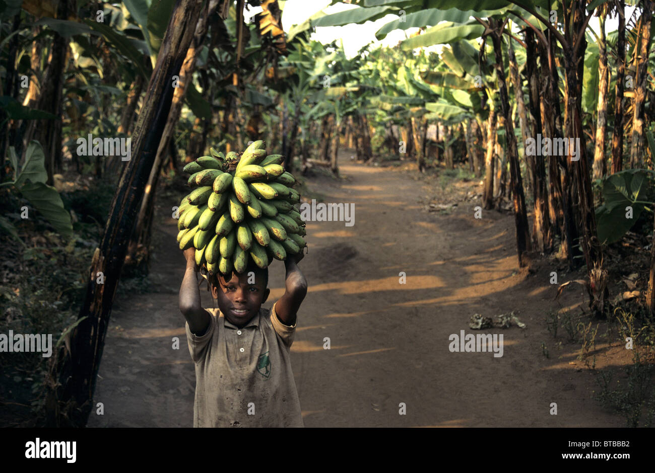 Le banane in Uganda Foto Stock