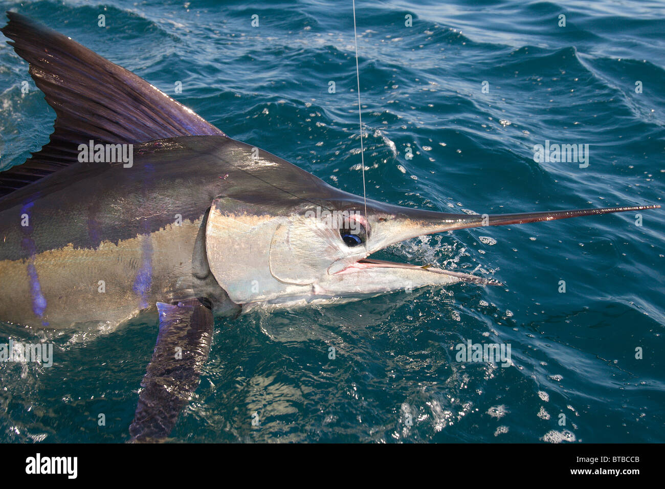 Marlengo sull'estremità di una linea di pesca salta fuori dell'acqua alla superficie. Preso in Baja Messico sul mare di Cortez Foto Stock