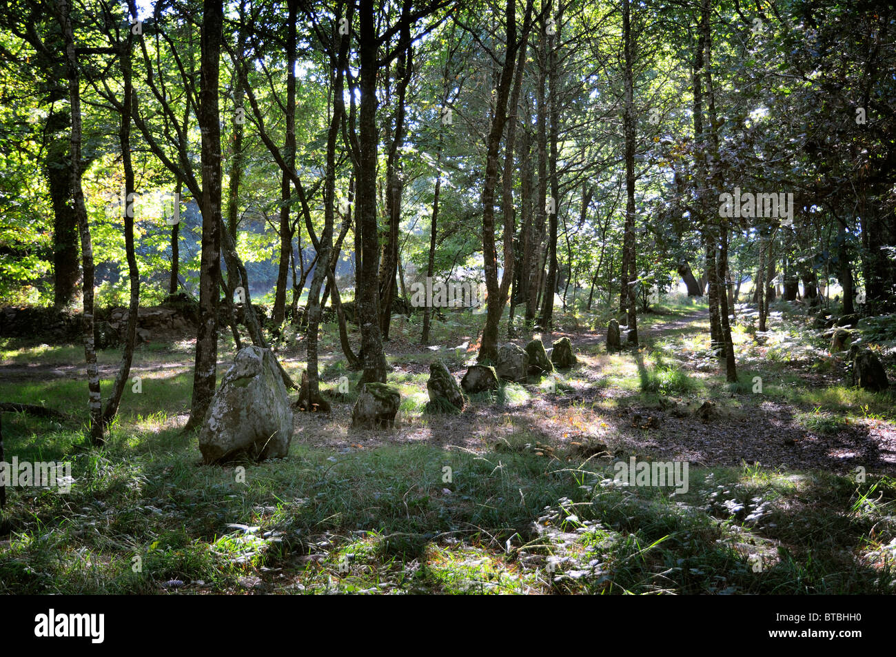 Il petit-menac sezione di allineamento di pietre permanente a Carnac, Bretagna Frnace Foto Stock