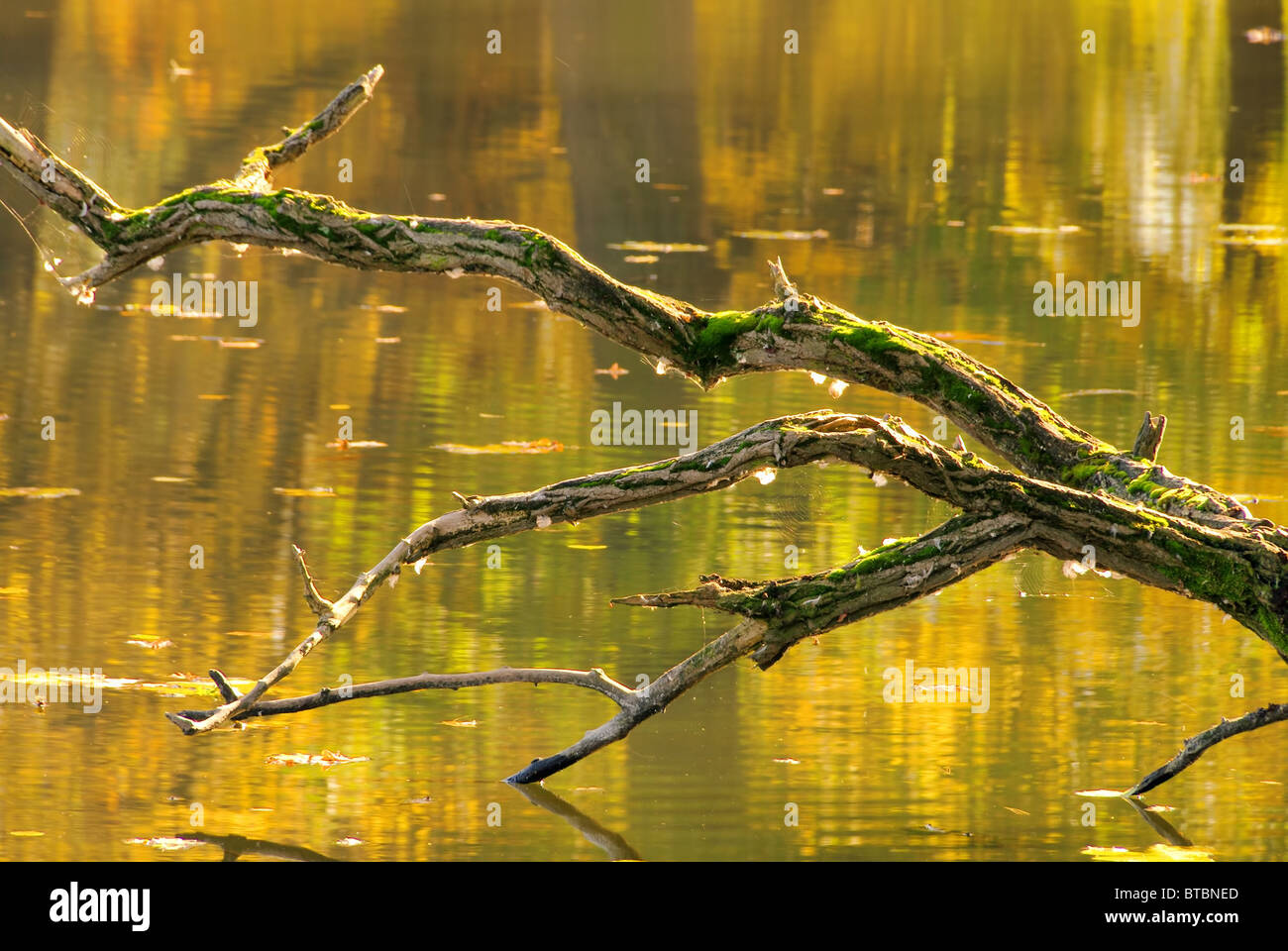 Parco Woerlitzer vedere - Inglese motivi di Woerlitz lago 04 Foto Stock