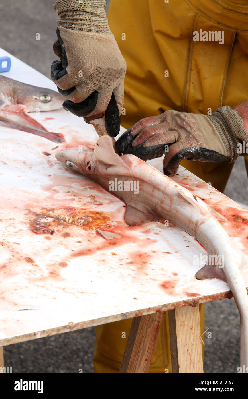 Fisherman sbudellare il suo pescato di spinaroli e gattucci (Scyliorhinus canicula). Immagine presa in Wissant nel nord della Francia. Foto Stock
