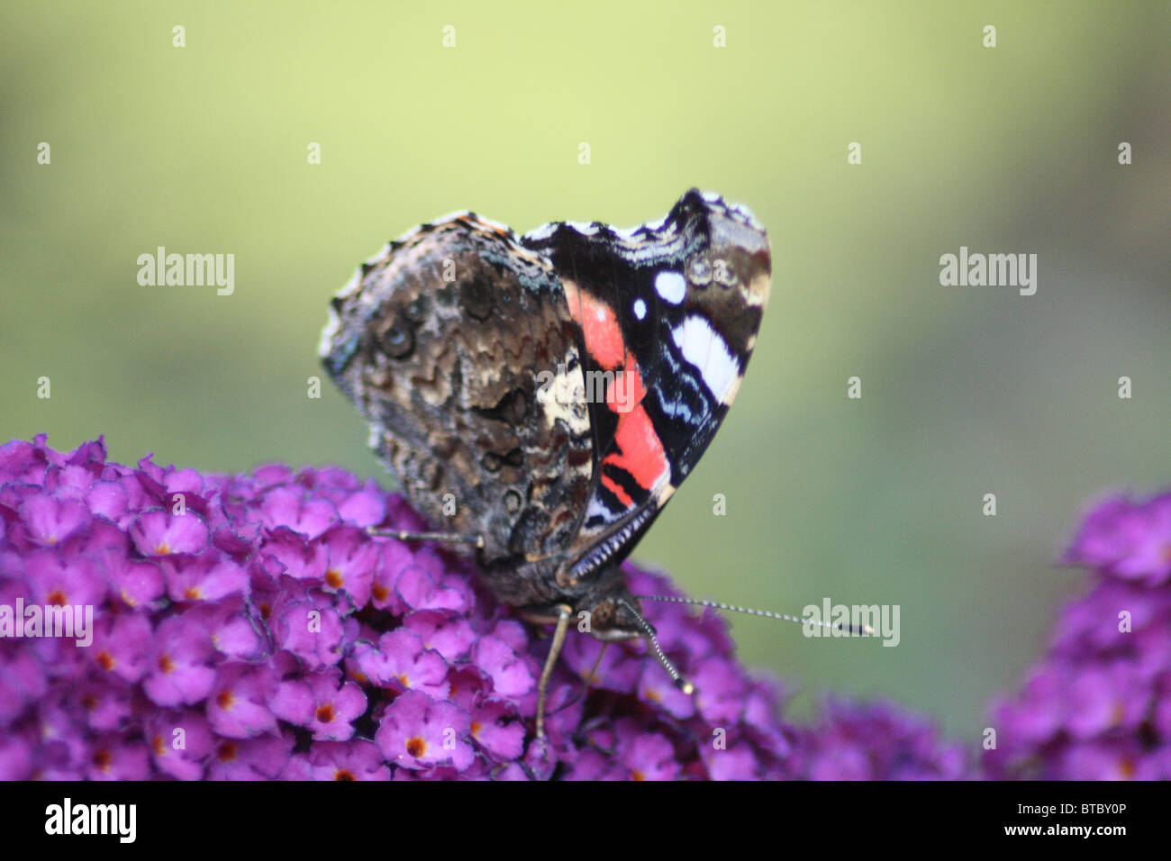 Diestelfalter Thistle butterfly (Vanessa cardui) Foto Stock