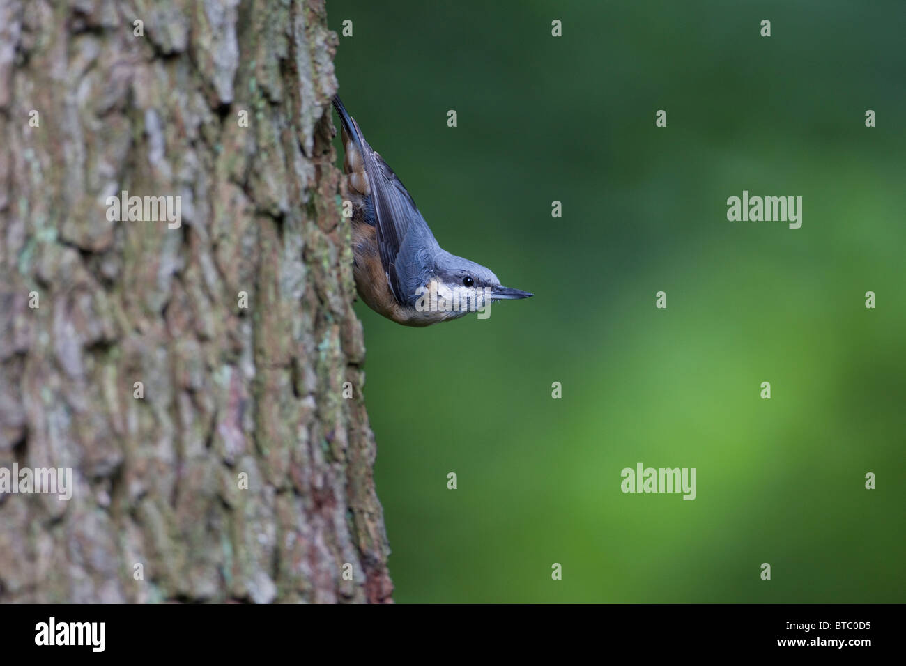 Picchio muratore Sitta Europaea in tipico pongono scende da un tronco di albero testa prima contro uno sfondo di fogliame. Foto Stock