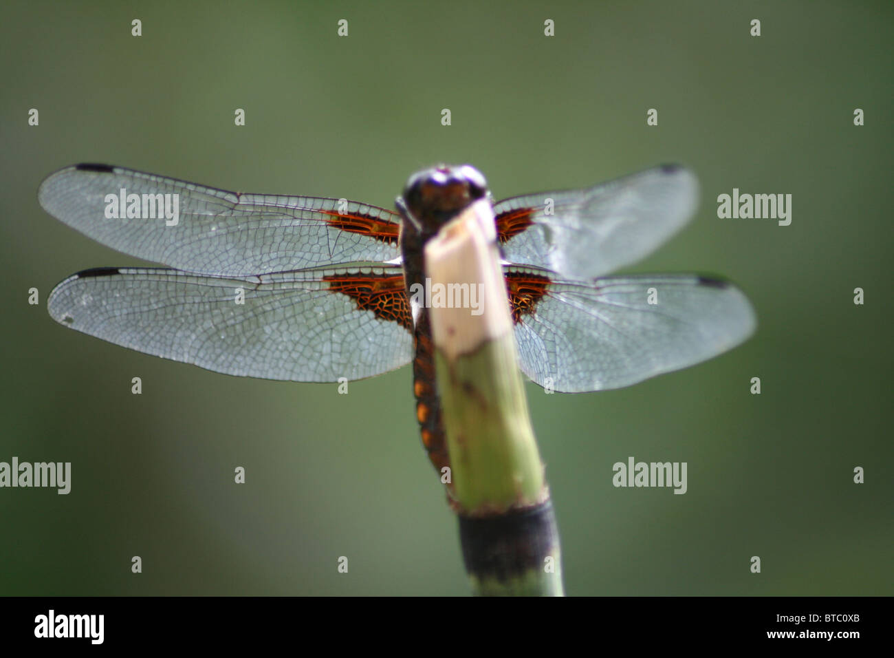 Libelle Libellula Foto Stock