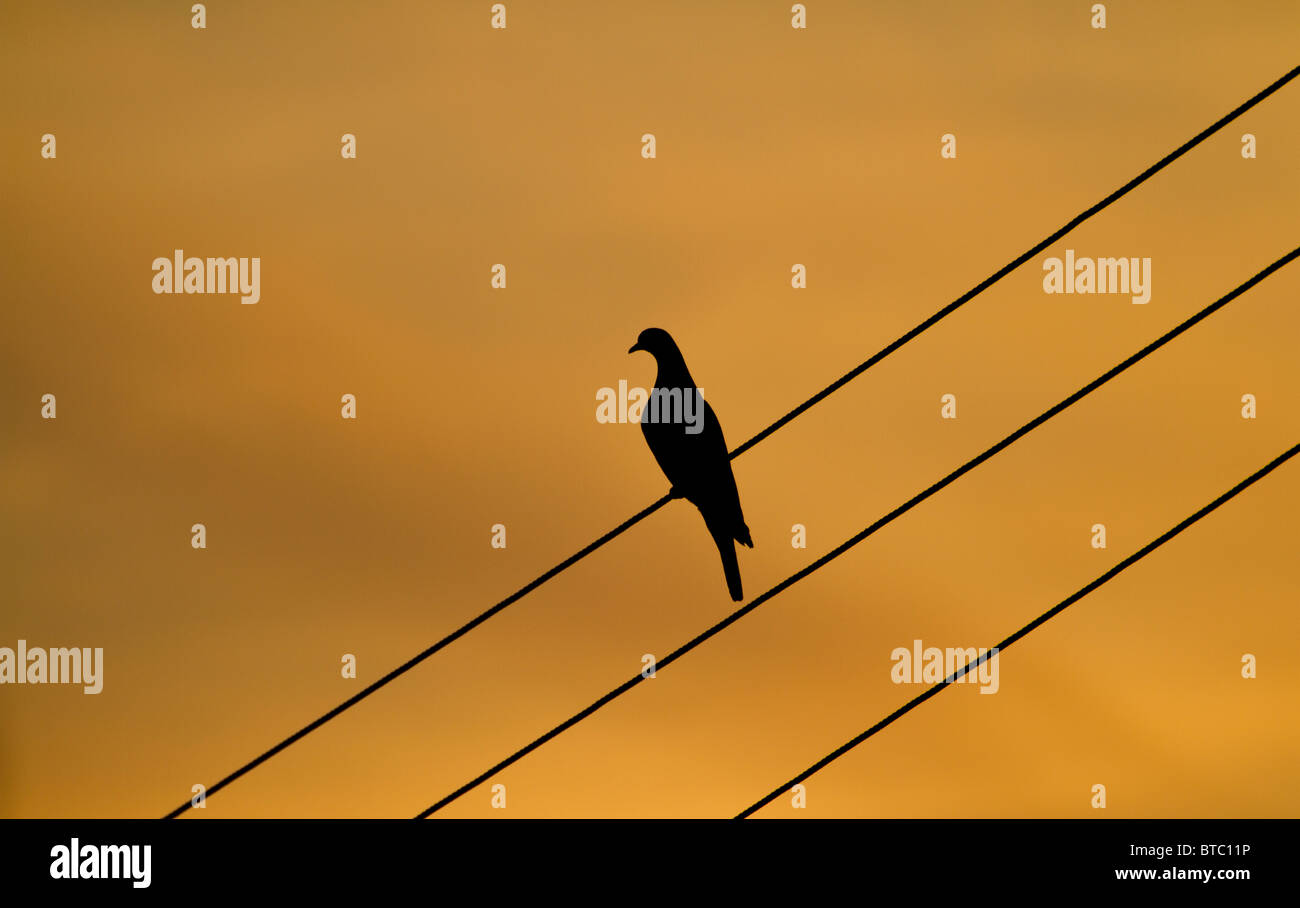Tramonto con un colombaccio Columba palumbus, su un cavo di alimentazione. Norfolk, Inghilterra, Regno Unito. Foto Stock