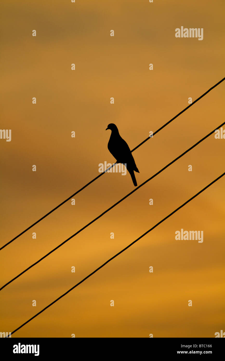 Tramonto con un colombaccio Columba palumbus, su un cavo di alimentazione. Norfolk, Inghilterra, Regno Unito. Foto Stock
