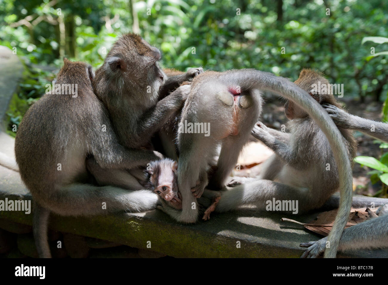 Una famiglia di toelettatura lunga coda Macaque al sacro Santuario della Foresta delle Scimmie e Tempio in Ubud, Bali Foto Stock