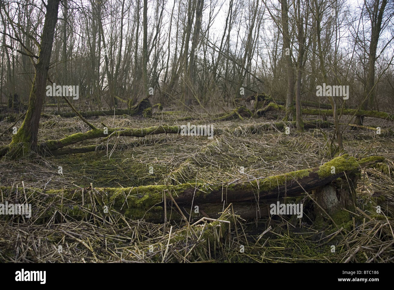 Trascurato holm con molti caduti willow alberi coperti di muschi e resti di piante morte, Biesbosch National Park, Olanda Foto Stock