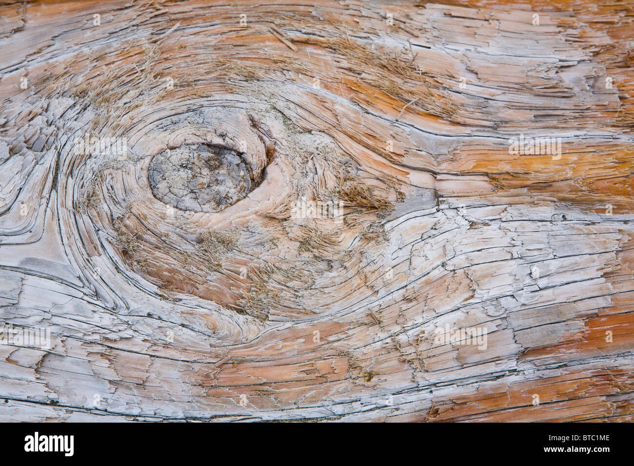 Close up dettaglio di driftwood Foto Stock