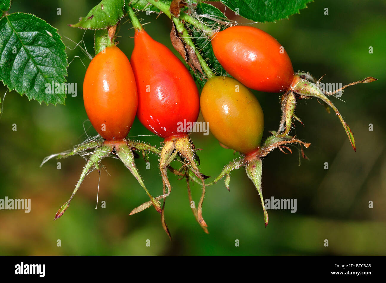 Un cluster di rose selvatiche hips, rosso e lucente. Dorset, Regno Unito Ottobre 2010 Foto Stock