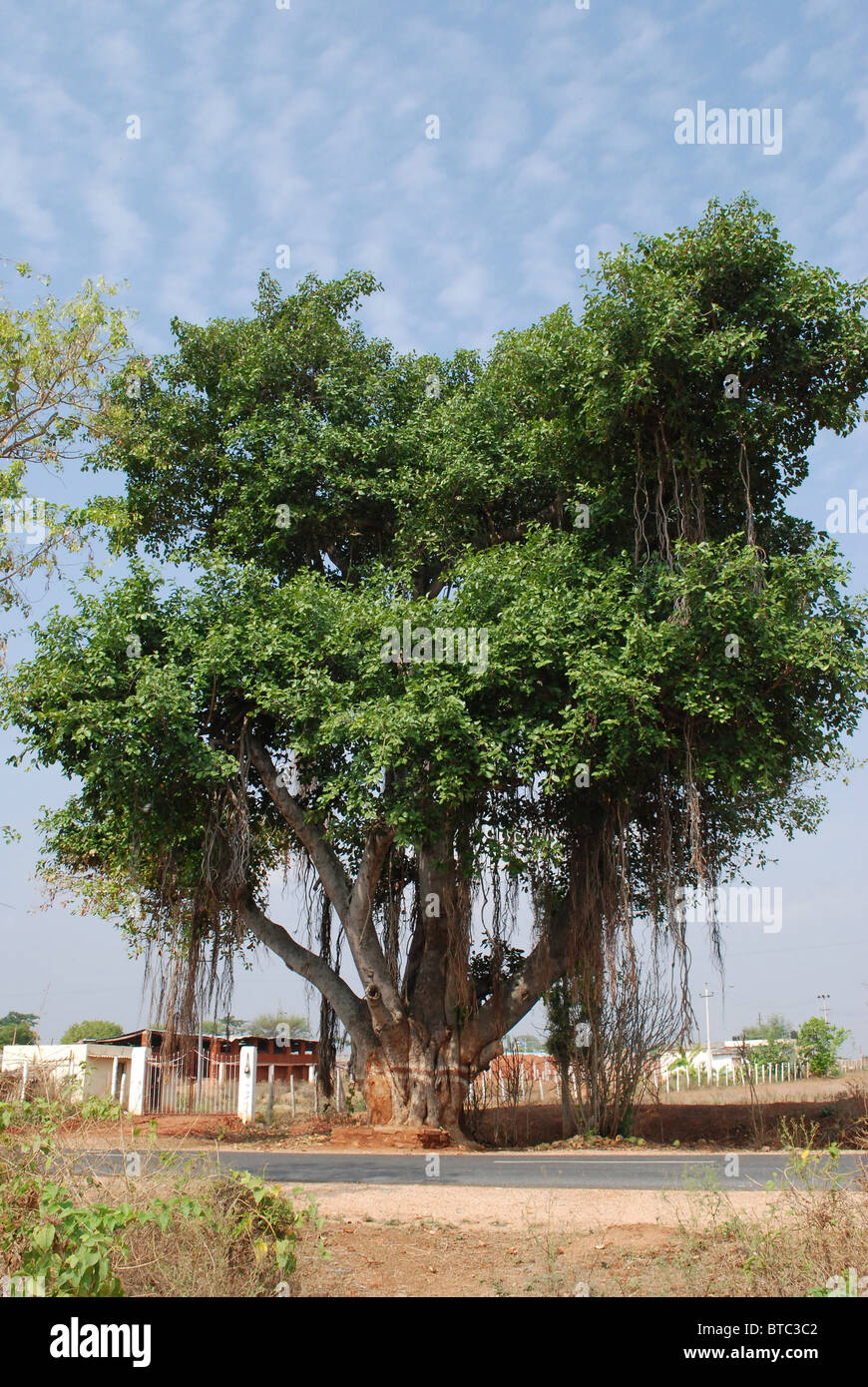 Banyan Tree sul lato strada ; india Foto Stock