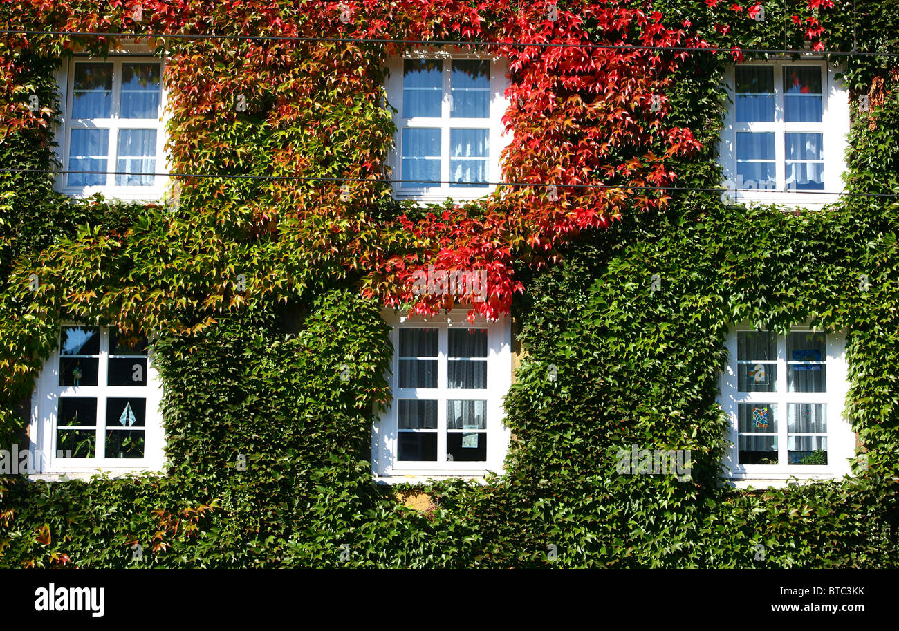 Casa, facciata coperta di edera. Ivy cresce la parete. Foto Stock