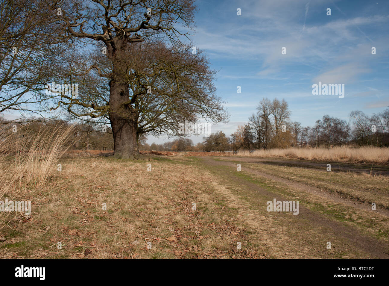 Gli alberi su un chiaro gli inverni di giorno in Richmond Park Foto Stock