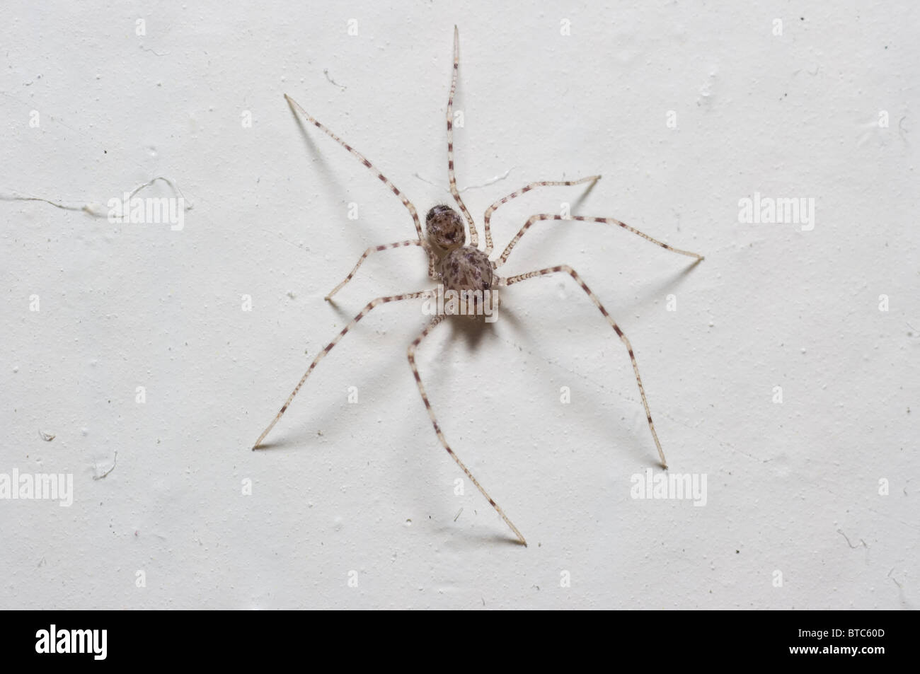 Foto macro di un bambino casa spider (Pholcidae sp.) nella parete (meno di 1 cm, grande adulti sono simili 7cm) Foto Stock
