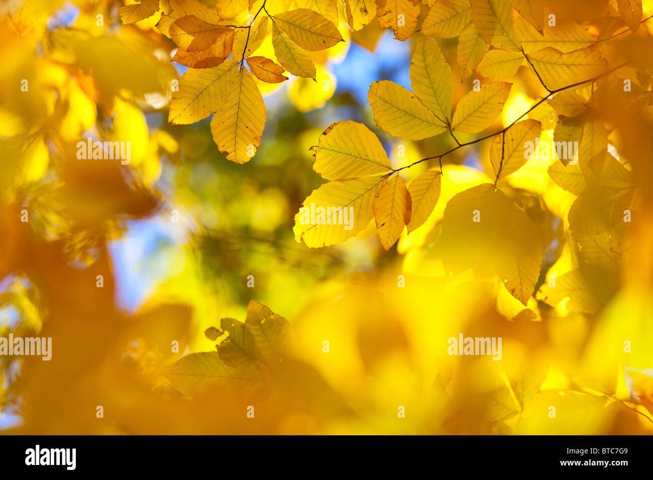 Foglie di autunno sfondo astratto. Colori vibranti. Foto Stock