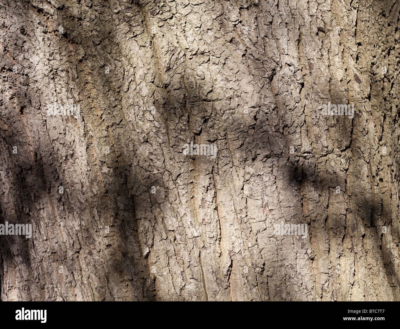 Corteccia di albero con ombre Foto Stock