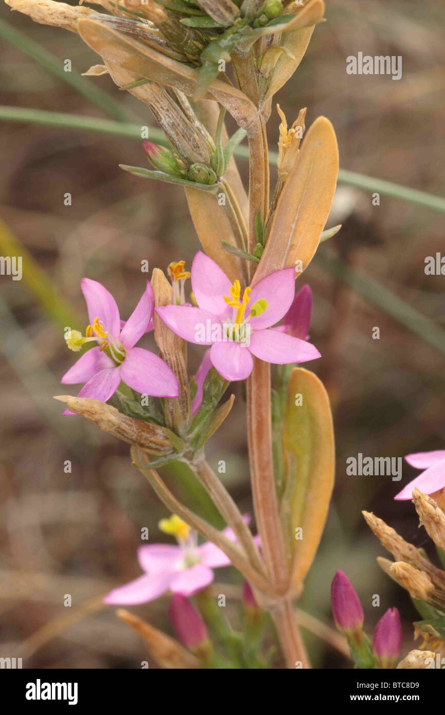 Comune, Centaury Centaurium centaurium. Sul terreno sabbioso, Mudeford allo spiedo, Dorset, Regno Unito. Agosto. Foto Stock