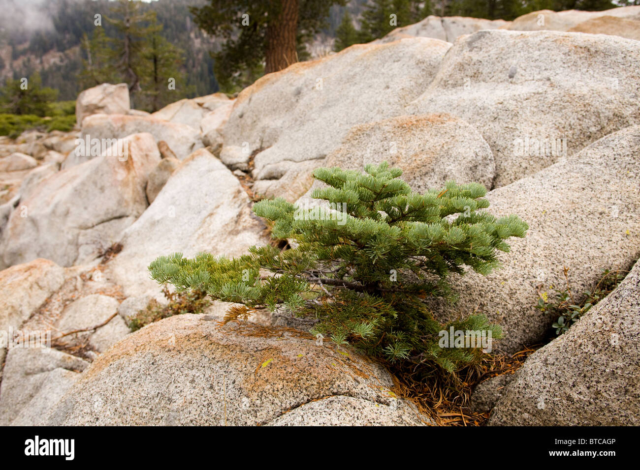 Immaturo di abete rosso albero che cresce nella roccia incrinature - California, Stati Uniti d'America Foto Stock
