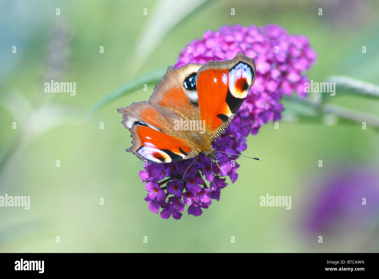 Tagpfauenauge,escursionismo vacillare,'Inachis io" Foto Stock