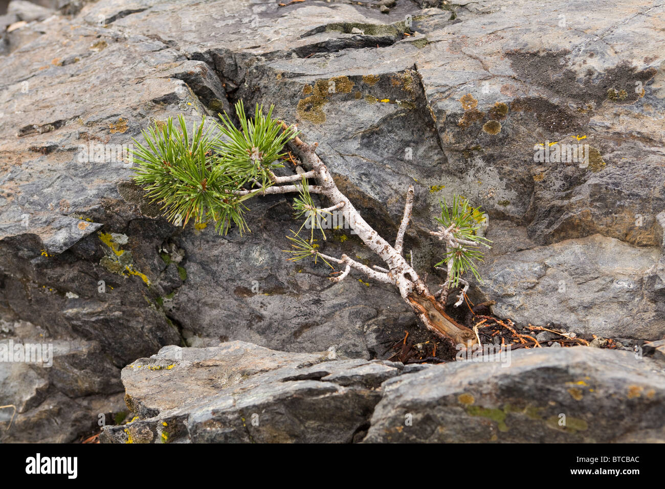 Immaturo di abete rosso albero che cresce nella roccia incrinature - California, Stati Uniti d'America Foto Stock