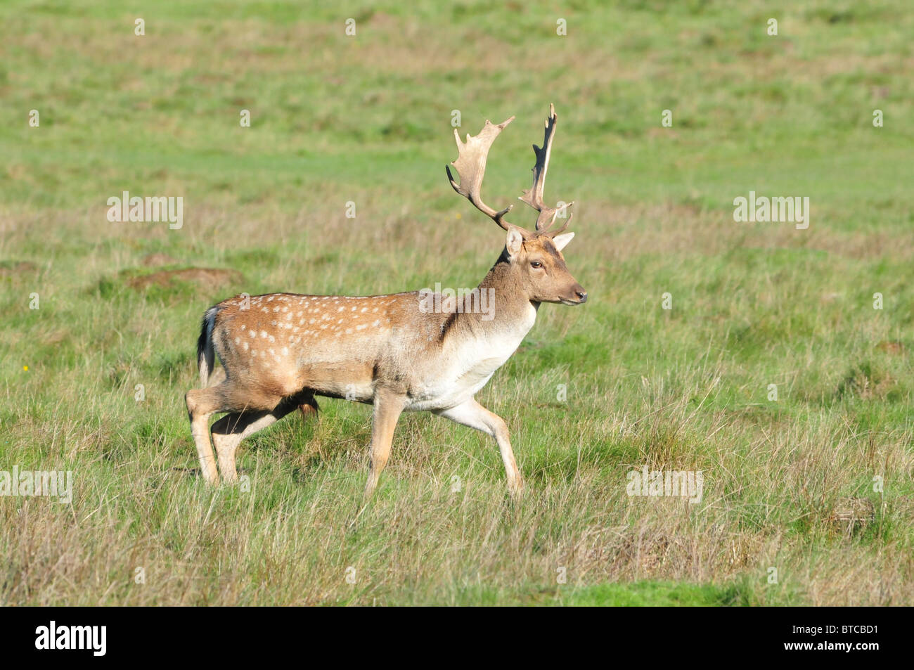 Daini stag Petworth Park, West Sussex, in Inghilterra Foto Stock