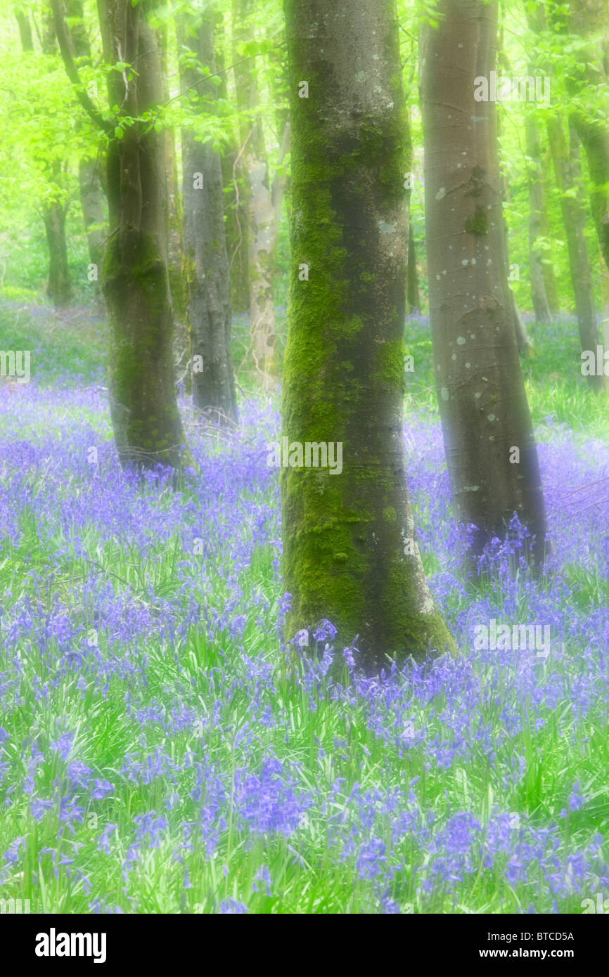 Soft focus immagine delle Bluebells a Hooke Park nel Dorset Foto Stock