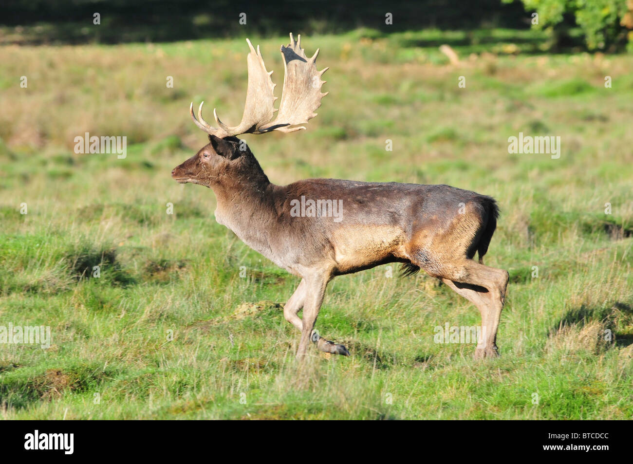 Daini stag Petworth Park, West Sussex, in Inghilterra Foto Stock