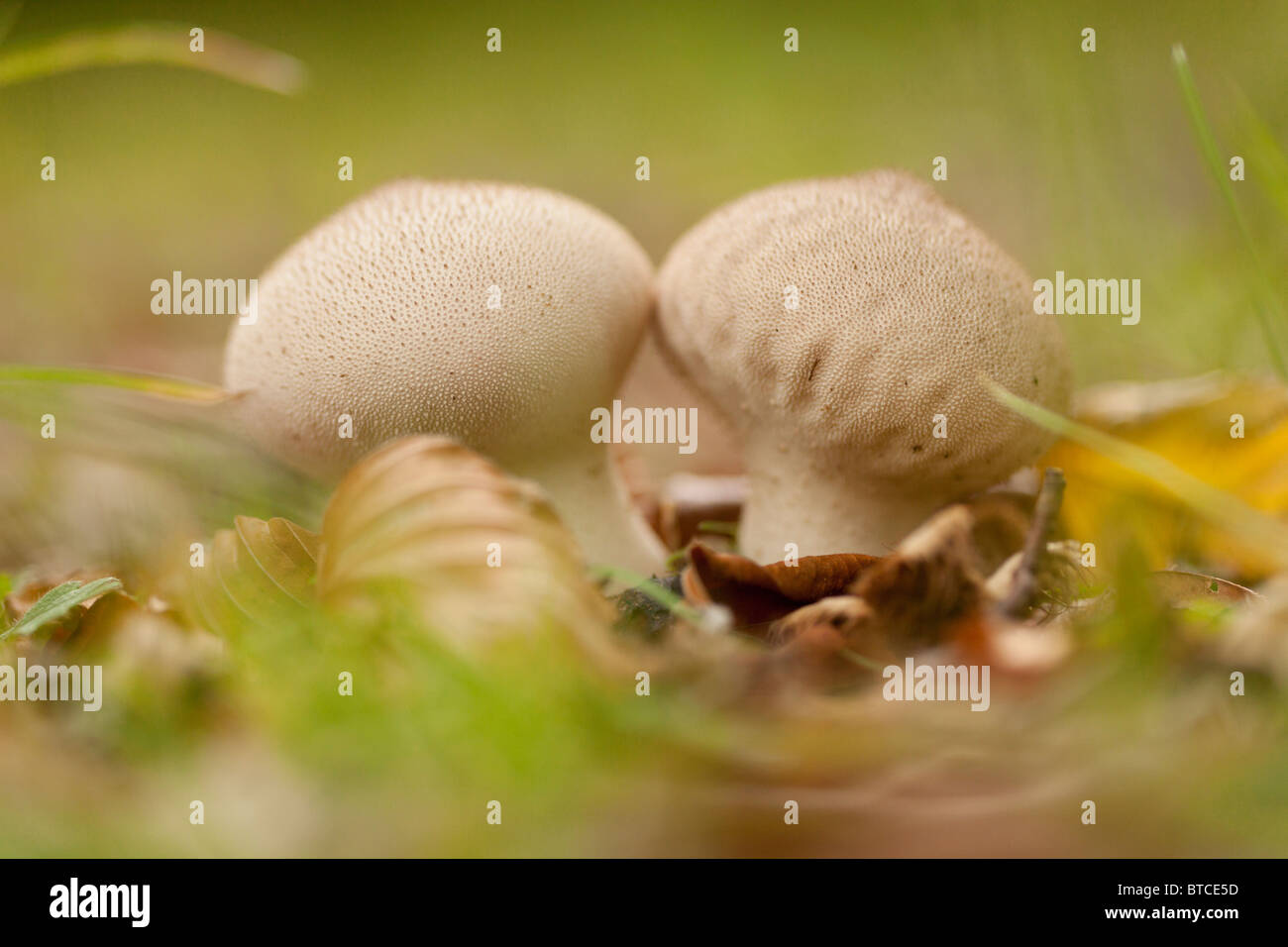 Puffball comune, Lycoperdon perlatum, Scottish Borders Foto Stock