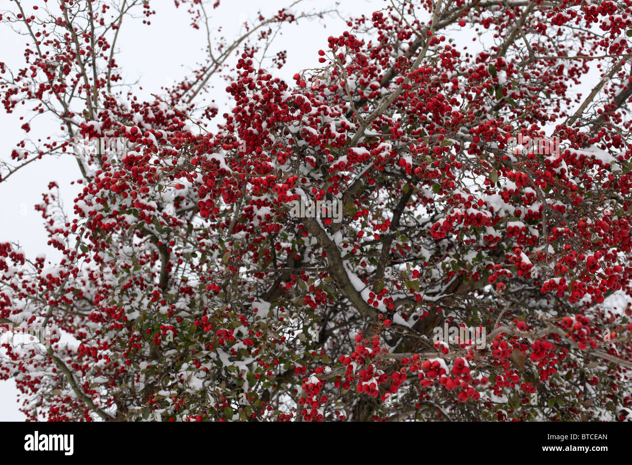 Bacche di colore rosso sulla bussola nella neve Foto Stock