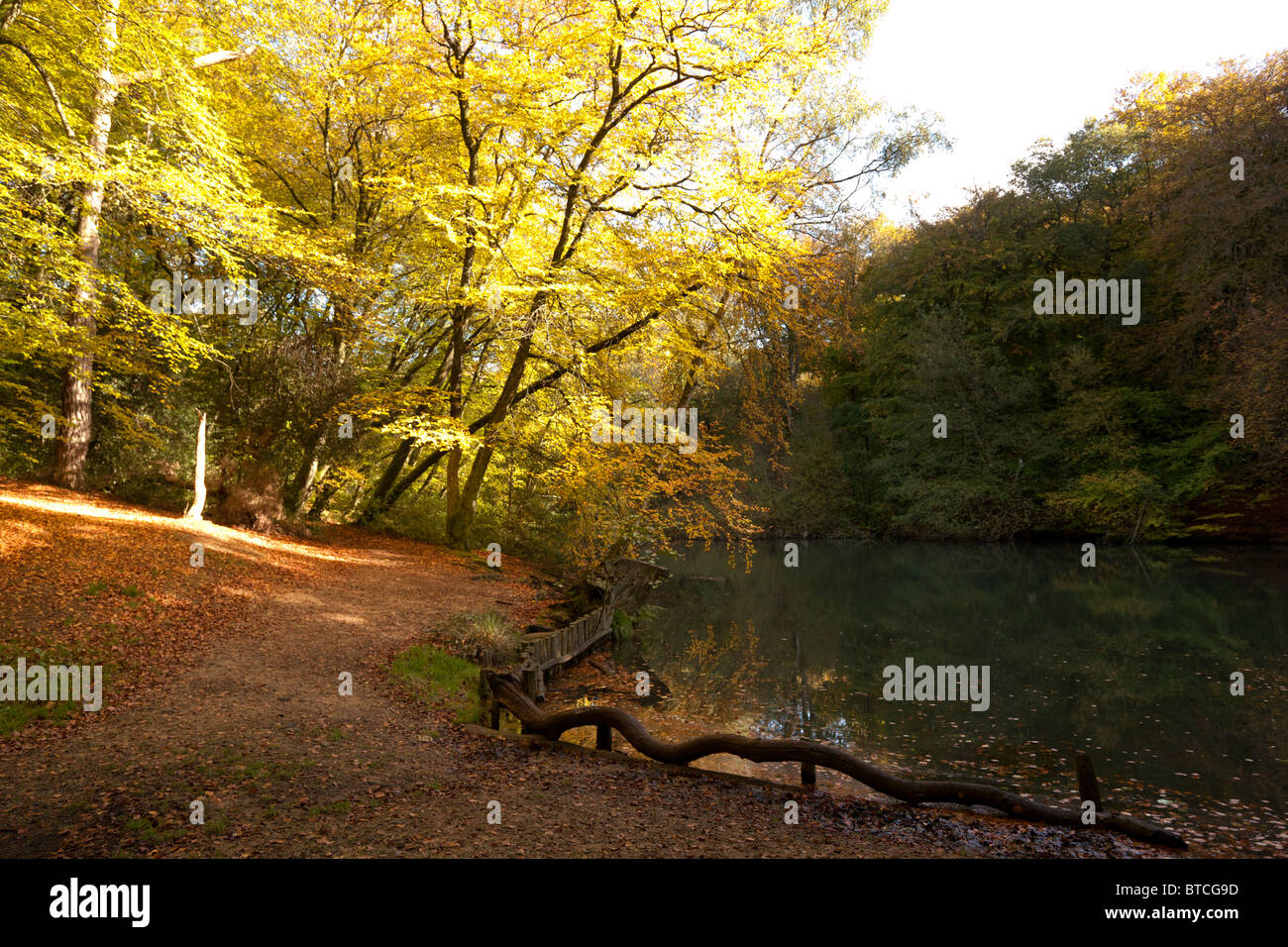 In autunno gli alberi si riflette nel lago ancora Foto Stock