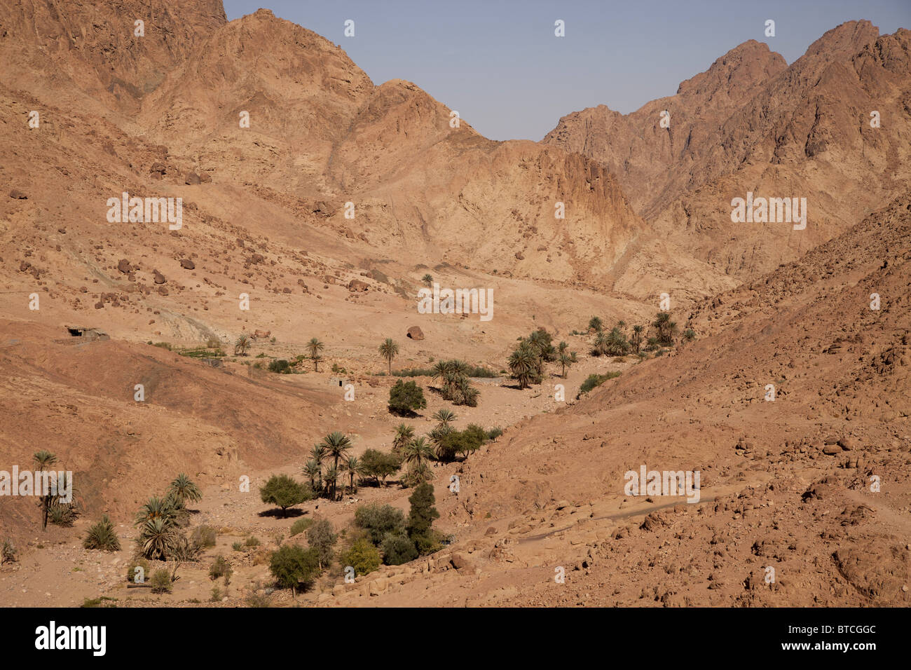 La fertile Wadi Tilah Valley vicino a Saint Katherine o El Miga village, Sinai, Egitto, Africa Foto Stock