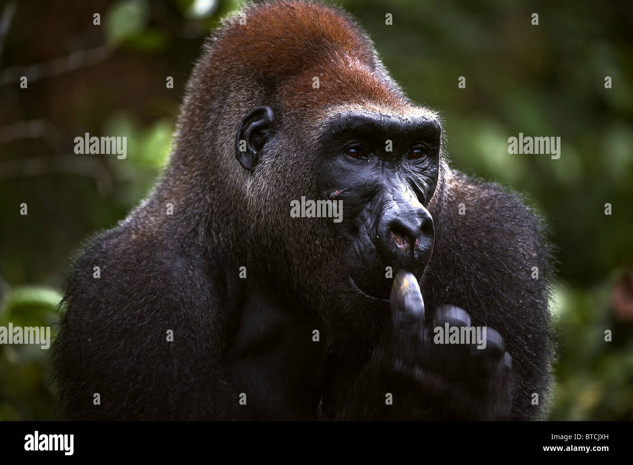 Il maschio di un gorilla raccoglie in un naso. Un habitat naturale Foto Stock