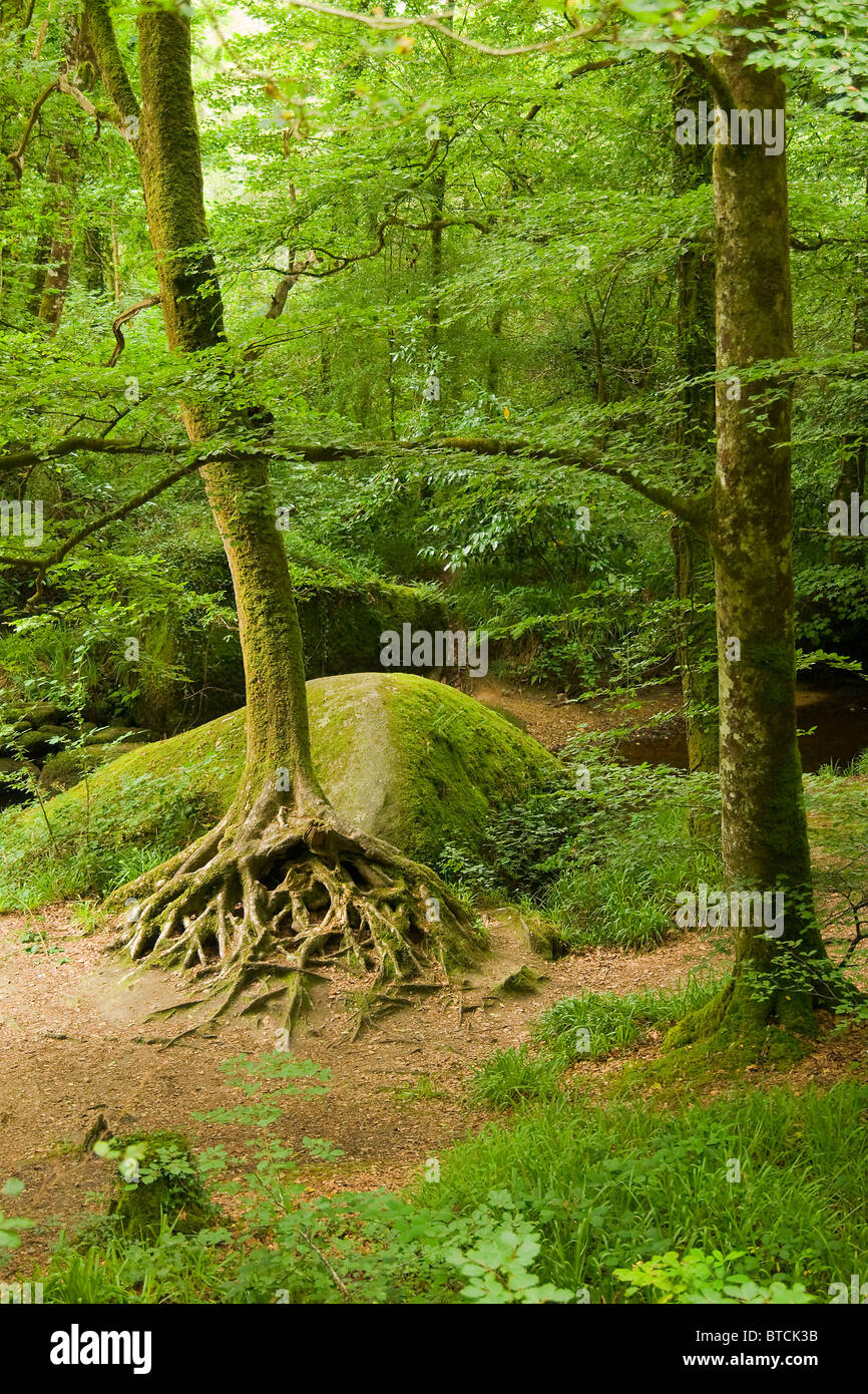 Deep Forest in Bretagna, Francia Foto Stock