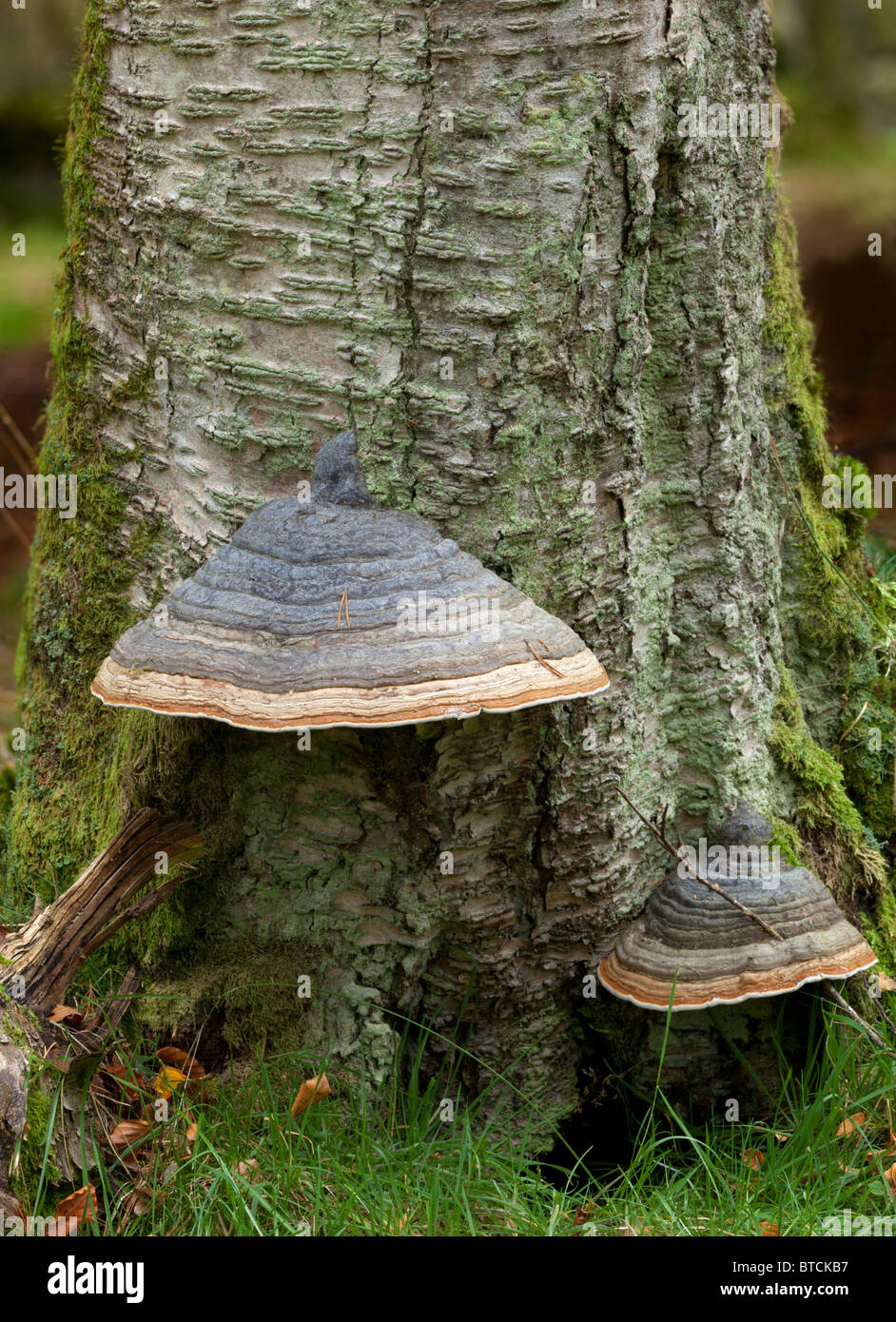 Zoccolo di cavallo staffa fungo su Birch Foto Stock