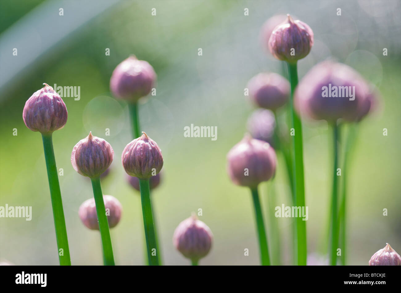 Erba cipollina (Allium schoenoprasum) boccioli di fiori in attesa di aprire. Foto Stock