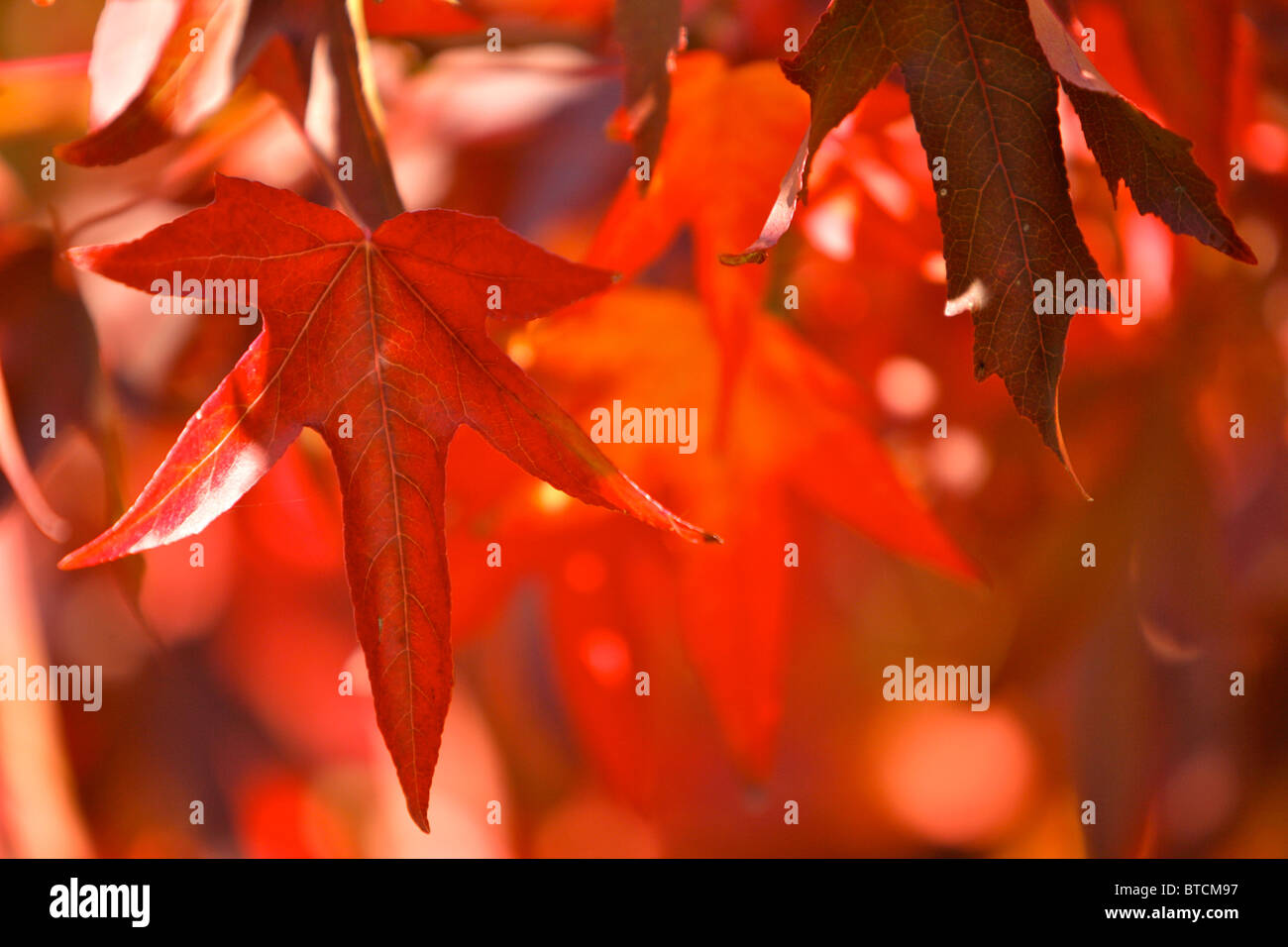 Autunno red Maple Leaf background Foto Stock