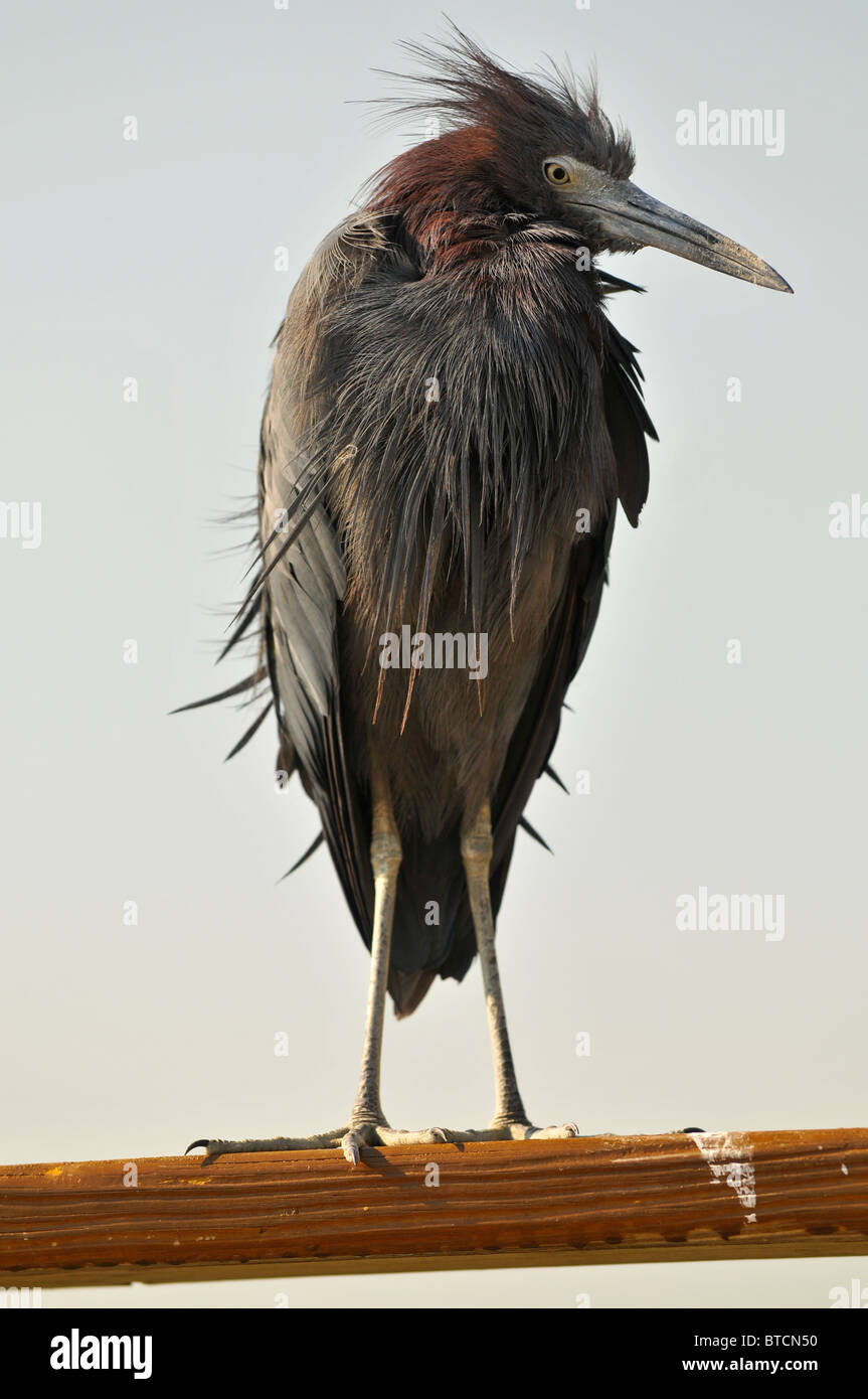 Close-up shot di airone nero Foto Stock