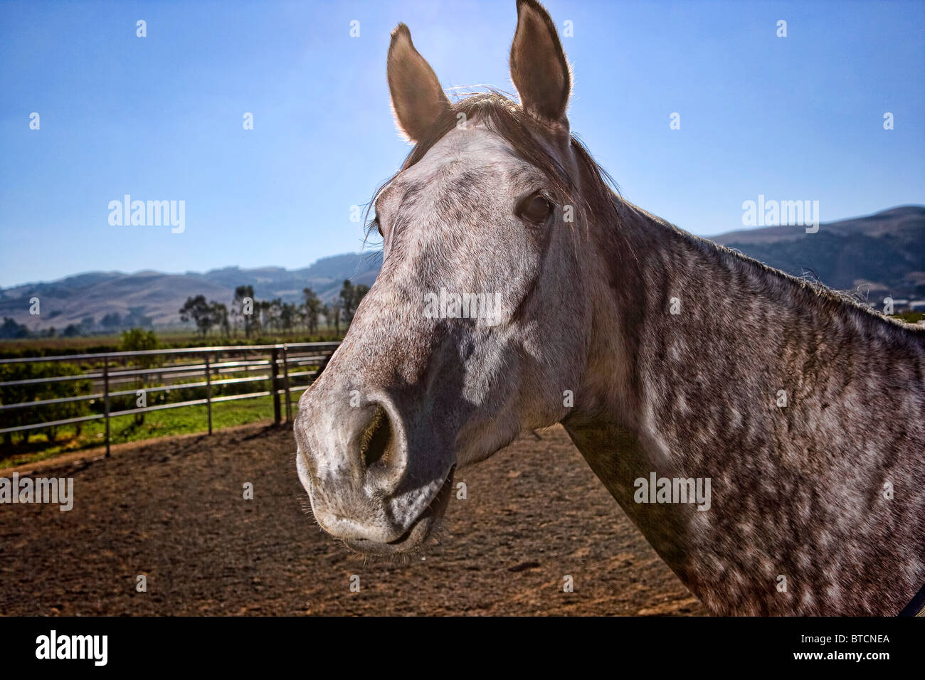 Grigio di una testa di cavallo shot Foto Stock