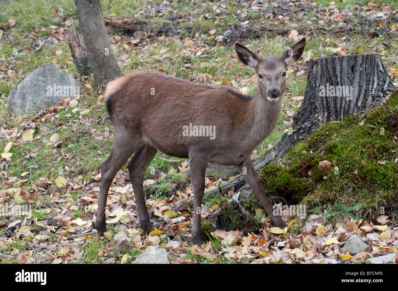 Un Cervo femmina in autunno. Foto Stock