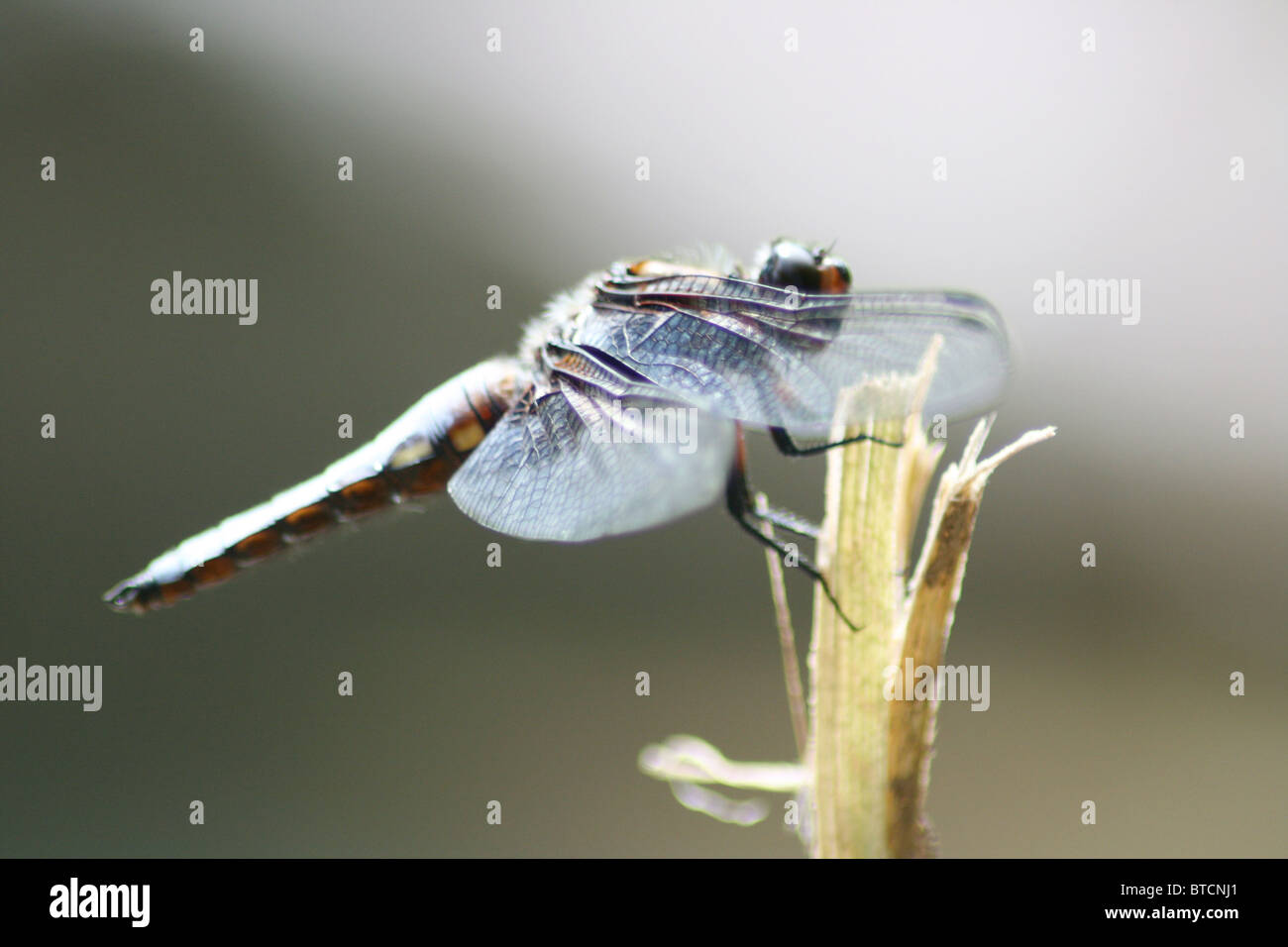 Libelle sitzend Dragonfly seduta Foto Stock