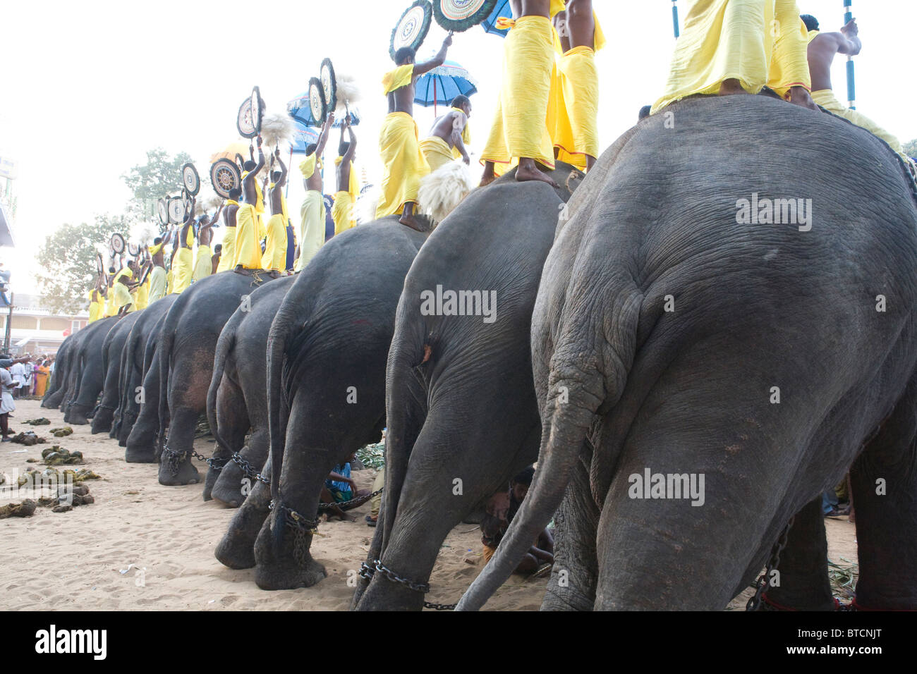 Festival di elefante Kerala India del Sud Cochin Foto Stock