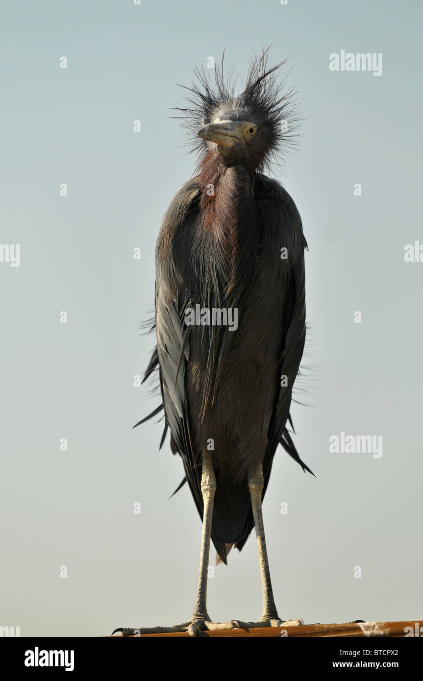 Close-up shot di airone nero Foto Stock