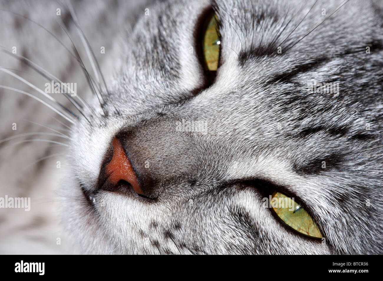 Mau Egiziano faccia gattino closeup Foto Stock