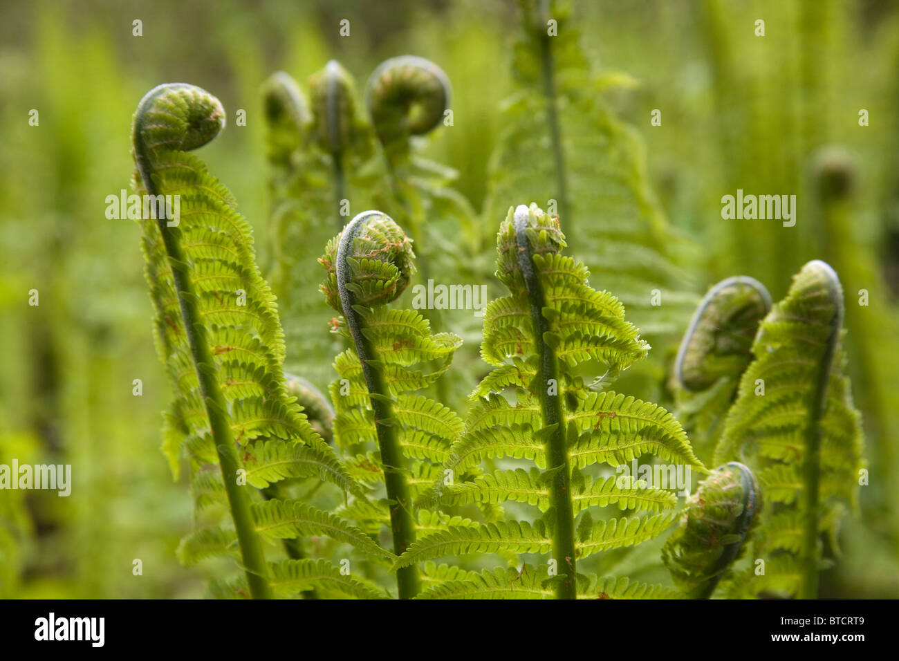 Impianto di felci piante selvatiche molla Trelissick Garden Regno Unito Foto Stock
