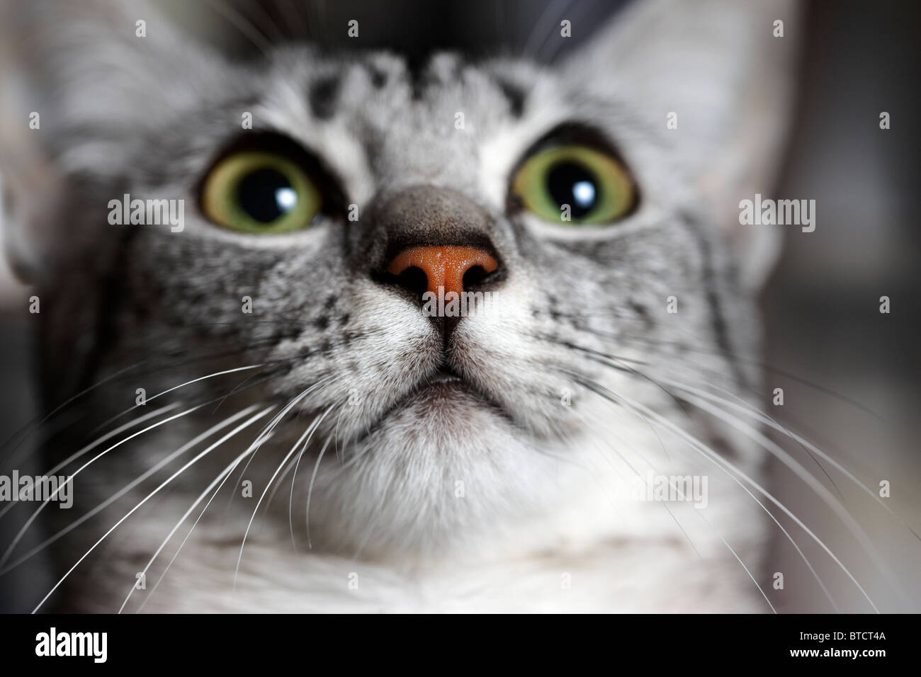 Mau Egiziano faccia gattino closeup Foto Stock